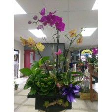 Purple Orchid 102